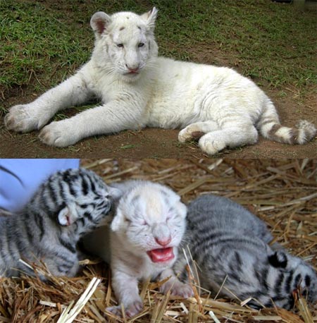 Fareeda la unica tigre de bengala blanco sin rayas