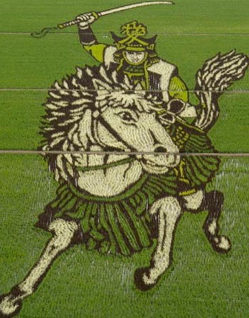 Imagen de un Guerrero Sengoku montado a caballo, creada con cientos de plantas de arroz