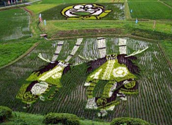 Vista aerea de las obras plasmadas en los campos de arroz