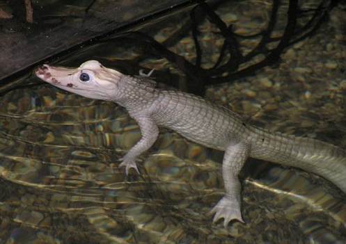 Dos caimanes con la condicion genetica Leucismo encontrados por un pescador