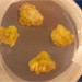 Investigan si la microgravedad puede acelerar el crecimiento de cultivos para crear biocombustible