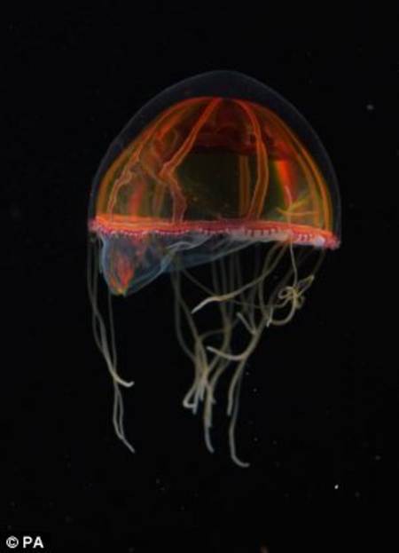 Hydromedusa moviendose