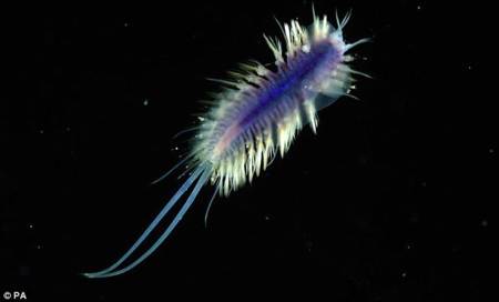 Polynoid Polychaete un gusano de mar