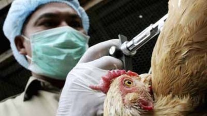 virus de gripe aviar