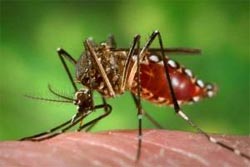 Mosquito del Dengue