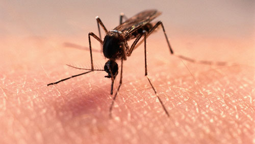 mosquito alterado geneticamente