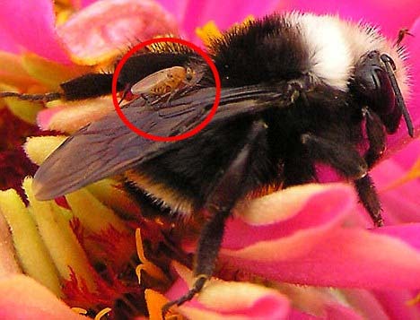 Mosca genera abejas zombie en USA