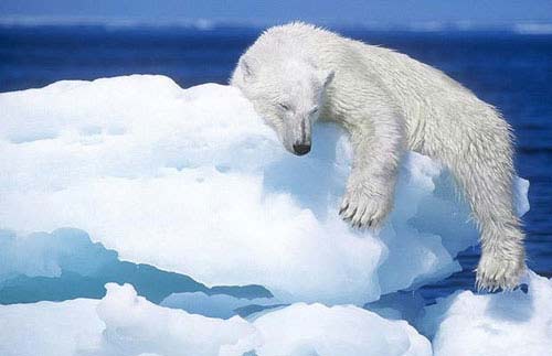 Oso Polar en el ártico
